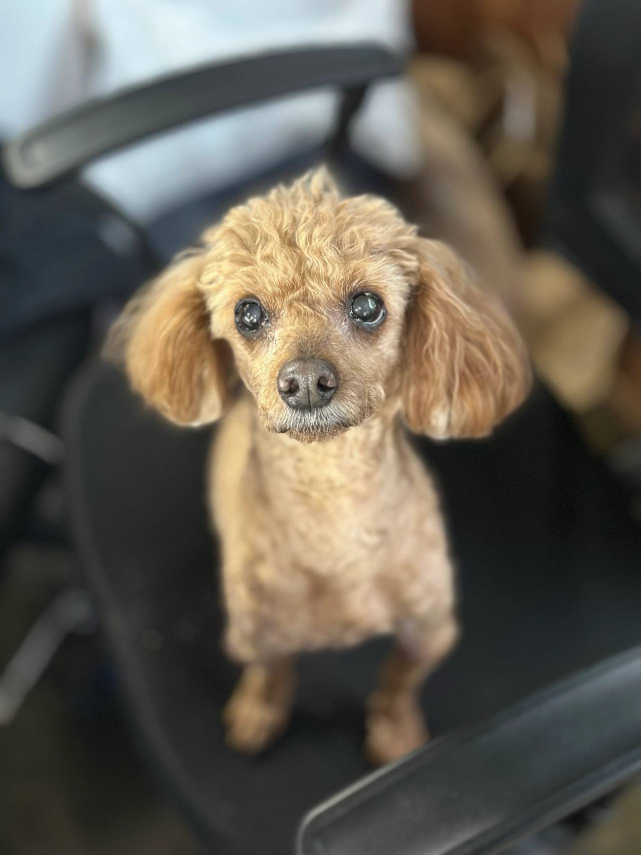 똘이