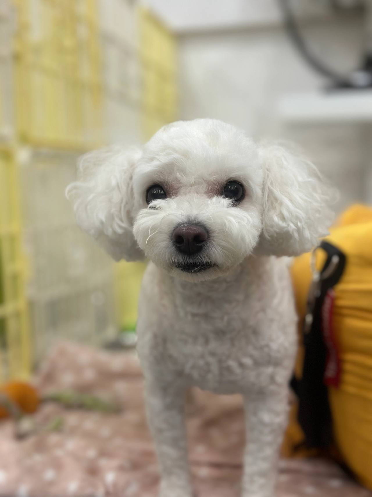 뚱이