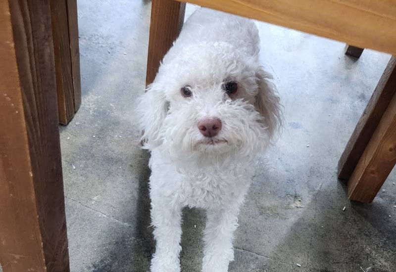 꽁냥이